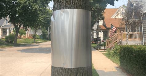 metal box taped to tree|sheet metal placement around trees.